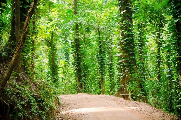 Udawatta Kele Sanctuary